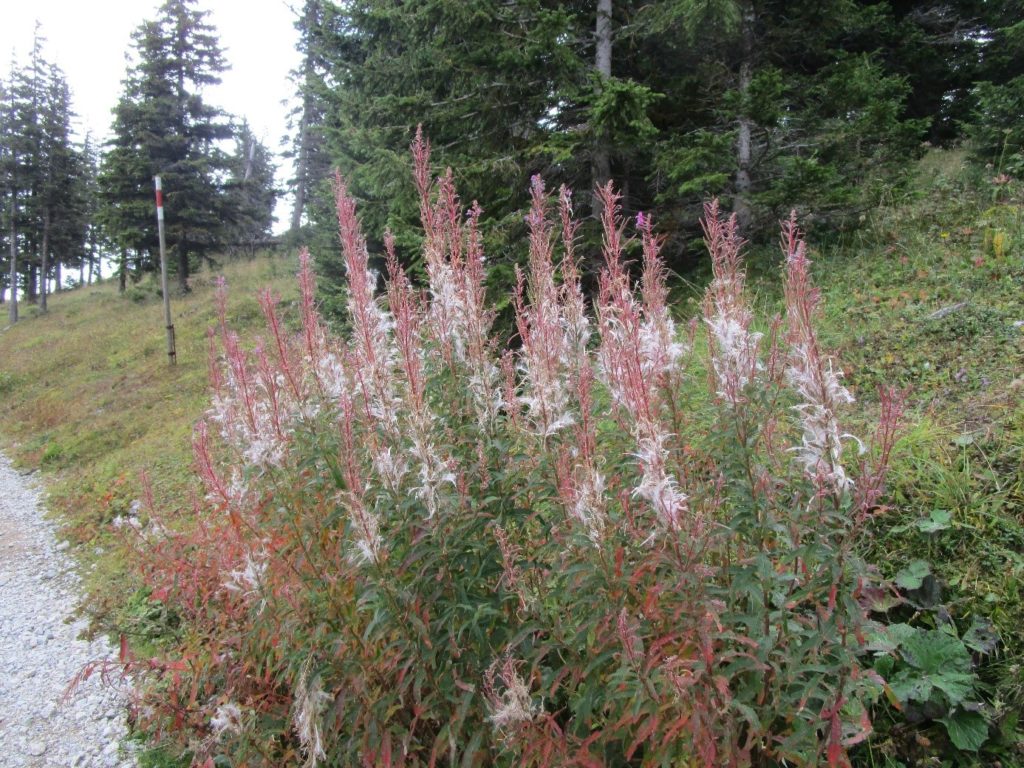 Die prachtvollen Gewächse bezeugen das Wunder der Schöpfung